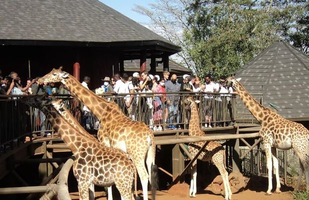 Giraffe Center Nairobi National Park with Carnivore Restaurant