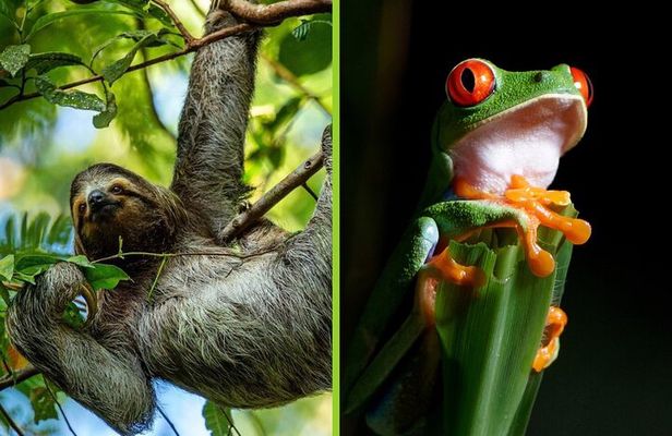 Rainforest Twilight: Sloth Encounters & Night Walk