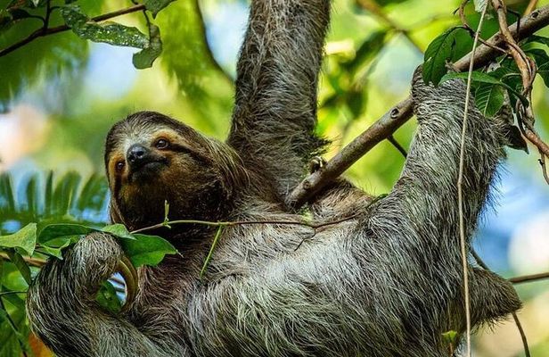 Combo Twilight Experience : Sloth Encounter, snack & Night Walk
