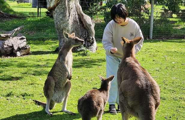 Adelaide Hills Cleland Wildlife Park and Hahndorf Minibus Tour