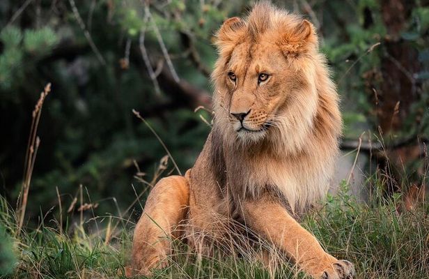 3 Days Maasai Mara Private Safari