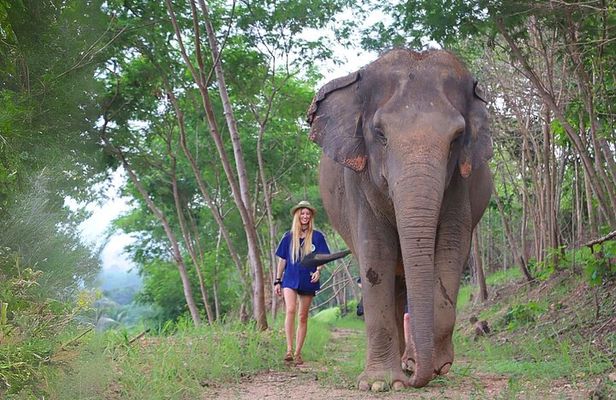Ethical Elephant Sanctuary Tour from Bangkok & Pattaya