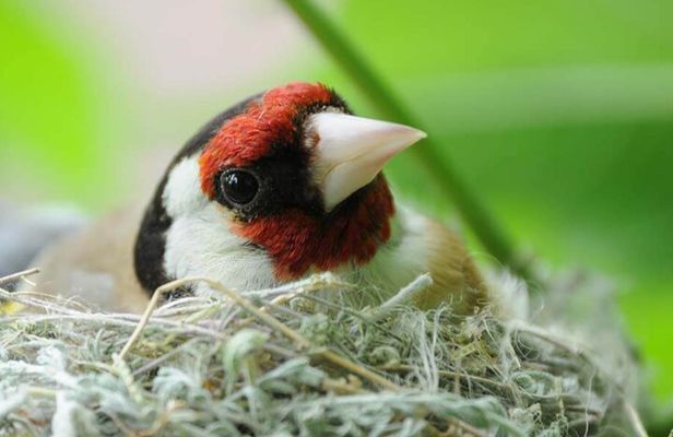 Bird Watching and WildLife tour