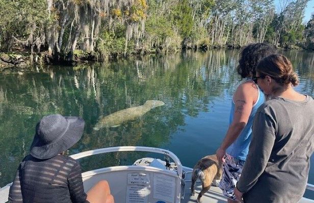 Discover Crystal River's Secrets with Private Boat Tour