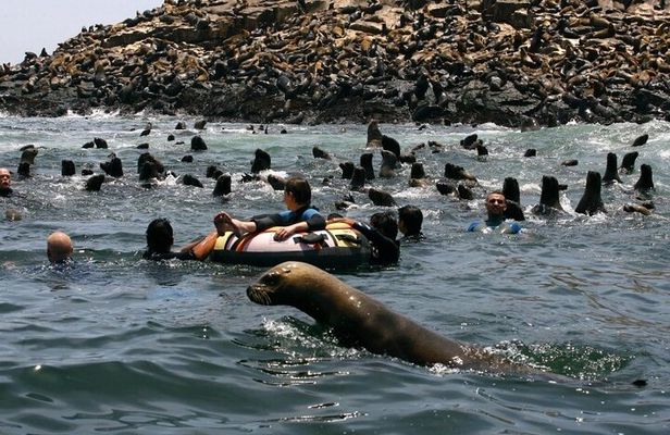 Palomino Islands Speedboat Tour and Swim with Sea Lions