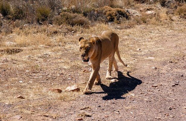 Big 5 Sunset Safari and Wine Tasting from Cape Town