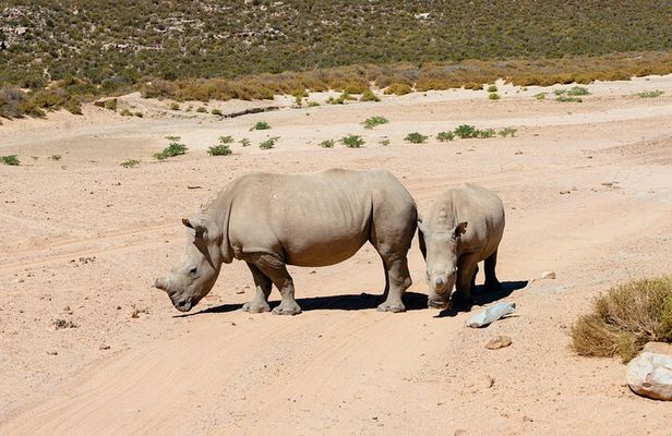 Full-Day Safari at Aquila Private Nature Reserve from Cape Town