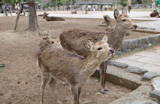 Nara English Guided Walking Tour (All Entrance Fee Included)