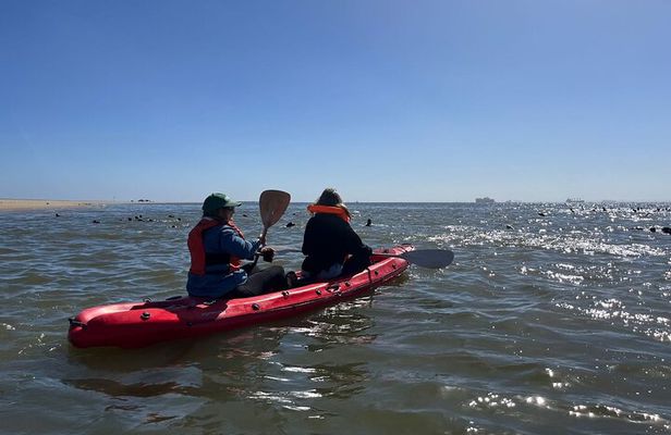 Seal Kayaking and Sandwich Harbour tour