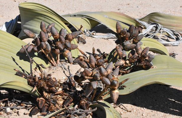 Welwitschia and Sandwich Harbour Tour
