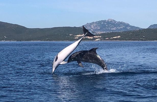 Dolphin Watching Boat Tour from Olbia