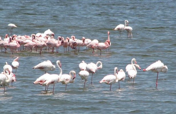 Shore Excursion from the Port of Walvis Bay and many highlights.