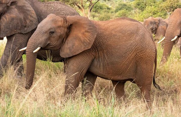 7 Days 6 Nights Wildlife Safari