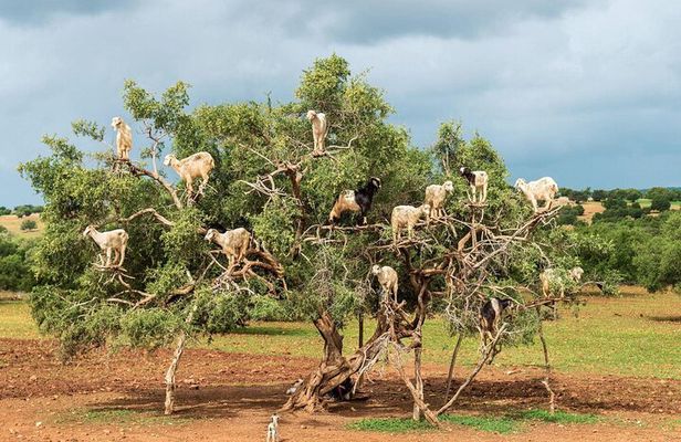 Goat on Trees and Kasbah Tour with Pickup From Agadir