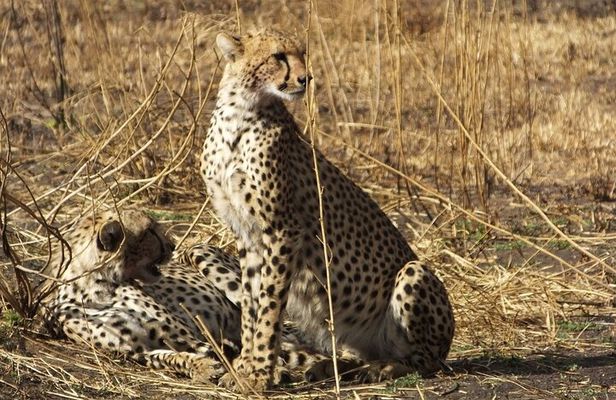 3 Days Ngorongoro Crater and Serengeti Safari.