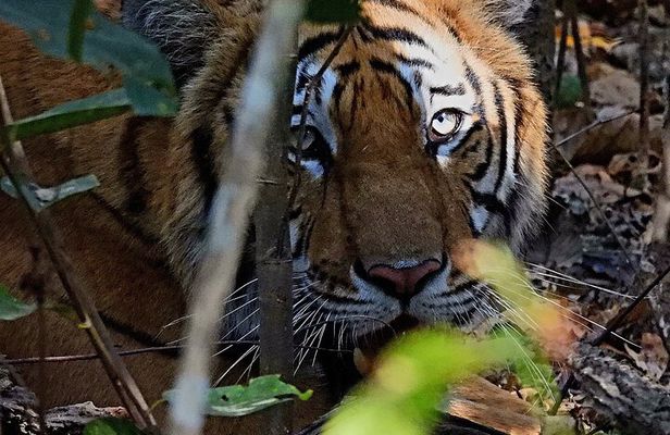 Bardia Tiger Tracking & Wildlife Safari – 4 Nights 5 Days