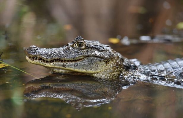 2 Tour Package - Canoe Tour and Turtle Nesting Tour 