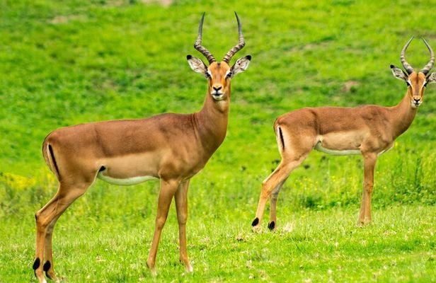 Dar es Salaam Day Trip to Mikumi National Park by Train