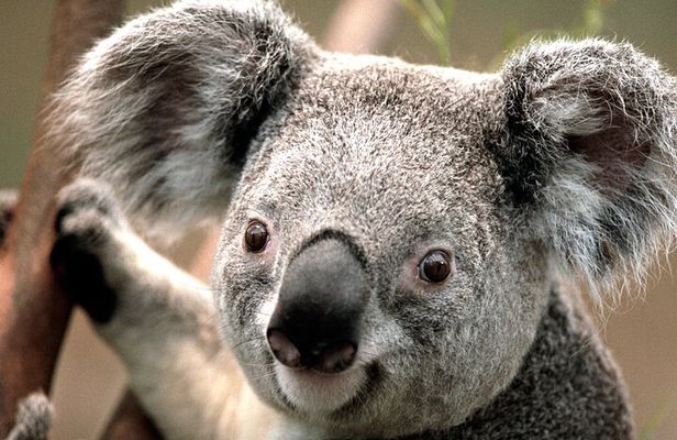 Best of Sydney Private Tour: Wildlife, Icons & Bondi Lunch