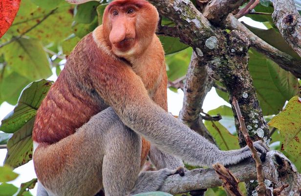 Bongawan River Cruise Proboscis Monkey, SkyMirror, Fireflies