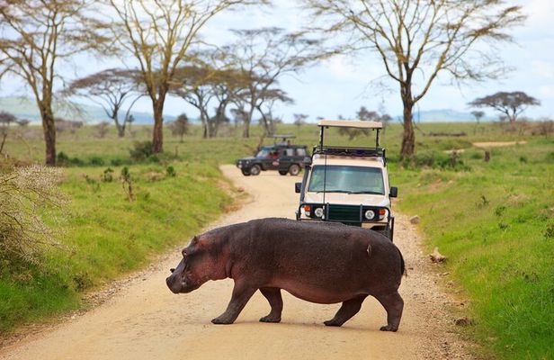 4 Days Private Camping Safari to Serengeti Ngorongoro & Tarangire