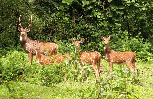 Chitwan Jungle Safari Escape: 3 Days from Kathmandu or Pokhara