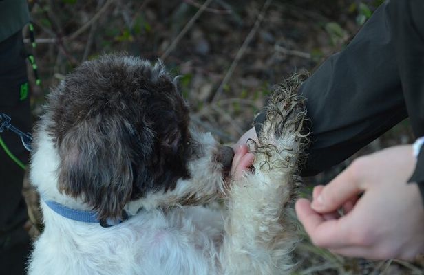 Search truffle lunch with tasting in Castellina in Chianti