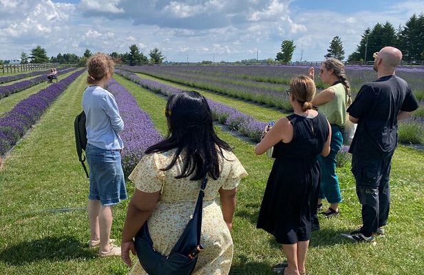 Lavender Farm Experience with Local Lunch, Day Trip from Toronto