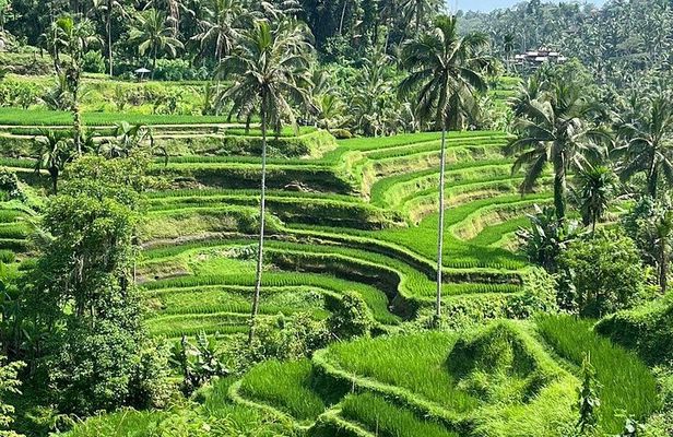 Ubud Hidden Gems And Waterfalls Private Tour