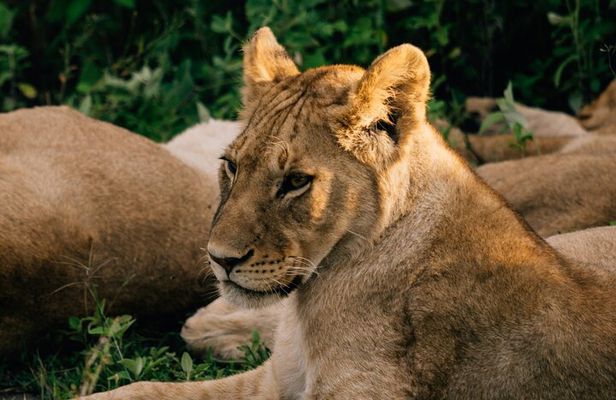 One Day Epic Trip to Nyerere National Park (selous)