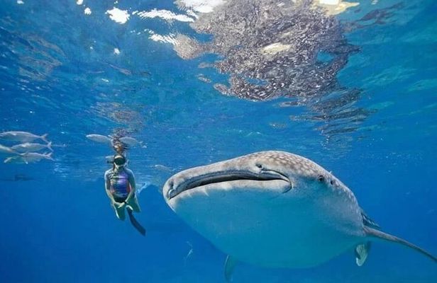 Oslob Whale Shark Snorkeling & Tumalog Falls with Osmeña Peak 