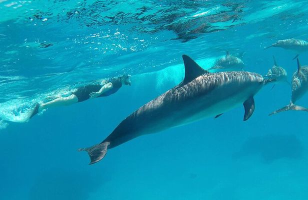 Sataya Dolphin House Adventure by Luxury Boat with Lunch