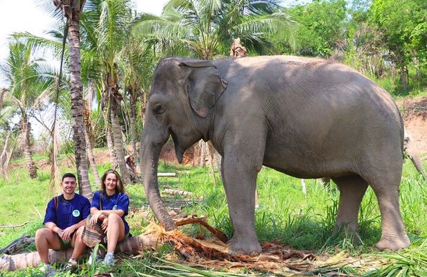 Living Green Elephant Sanctuary Tour from Bangkok and Pattaya