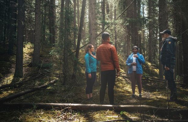 Private Forest Bathing Experience Connect with Nature