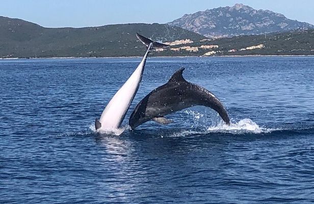 Dolphin Watching Tour - from Golfo Aranci