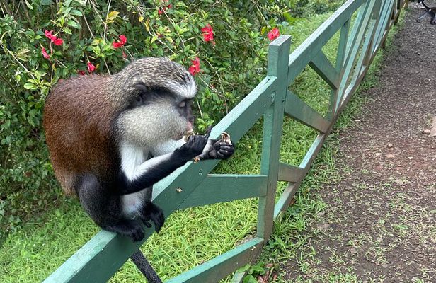 ️Spice Island Private Tour Experience