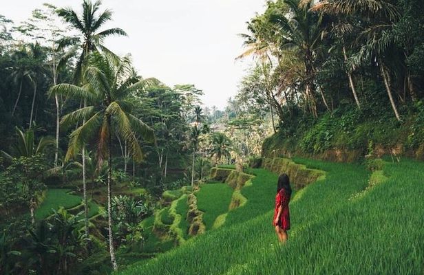 Ubud Private Tour – Discover Bali’s Most Beautiful Places
