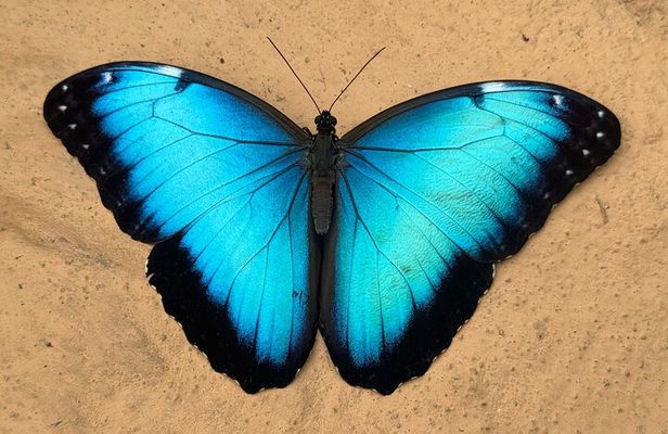 Mindo Cloud Forest Guided Private Tour 