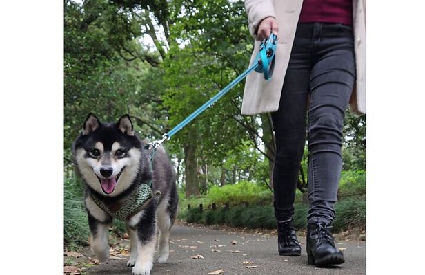 Yasukuni Shrine Shiba Inu Walk: Explore Tokyo’s Quiet Side