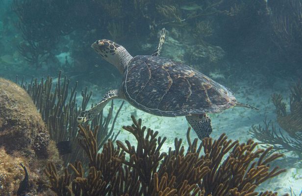 Mesoamerican Reef Snorkeling Adventure