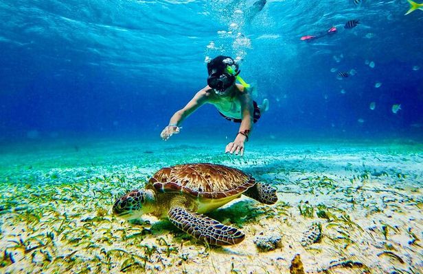 Top Experience: Snorkel Tour & All Inclusive Beach Club