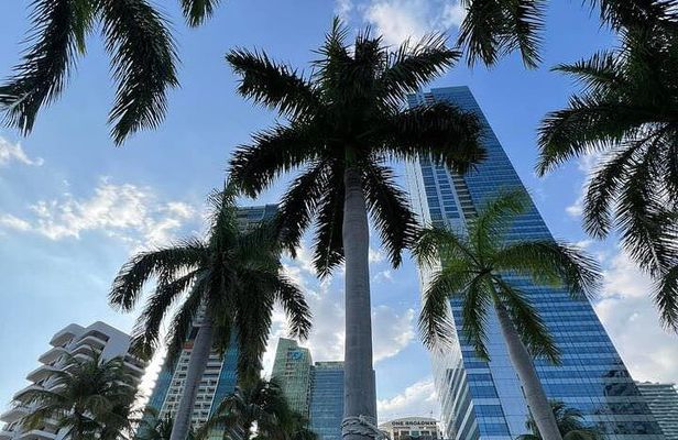 Romantic Miami Tour with Picnic, Drinks, Dinner and Dancing