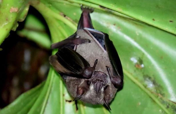 La Fortuna Night Walk (Private)