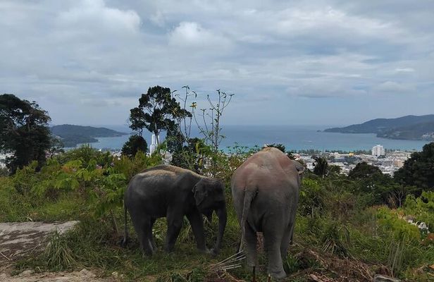 Guide Tour to Patong Ethical Elephant Nature Park