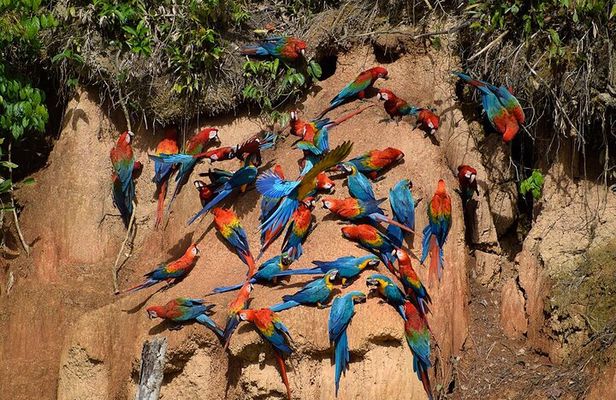 Collpa Chuncho 3 Days: The Greatest Macaw Spectacle in Tambopata