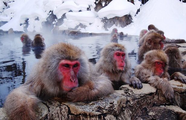 Snow Monkey Park, Soba Lunch and Shibu Onsen Tour - Private Tour