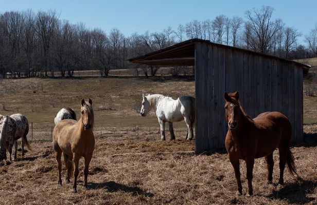 Blue Mountain Day Trip: Wine tasting, Horseback & Outdoor Fun!