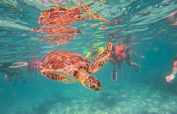 Tulum Ruins, Sea Turtles & Cenote Snorkeling Adventure Tour