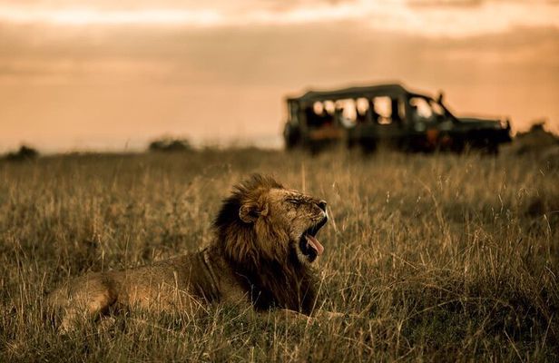 Thrilling 3-Day Private Safari in Masai Mara