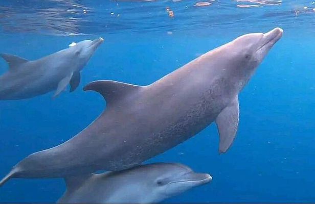 Mnemba, Jozani Forest, Kuza Cave and The Rock Restaurant Tour.